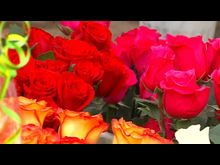 Импульс-ТВ: Цветы к 8 марта