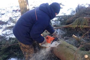 Главная ёлка города попрощалась с великолучанами (ФОТО)