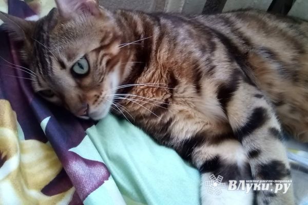 Ненастная погода будет преобладать на Северо-Западе