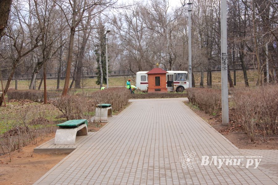 Виолы первыми появились на клумбах Великих Лук (ФОТО)