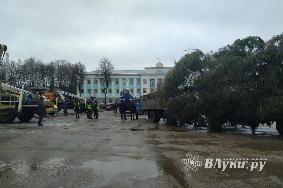 В Великие Луки привезли главную новогоднюю ёлку
