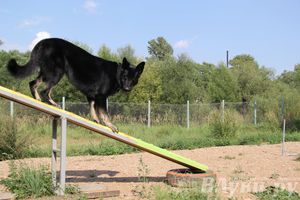 День открытых дверей на спортивно-дрессировочной площадке