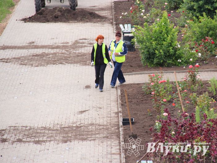 В Великих Луках сажают, стригут и красят (ФОТО)