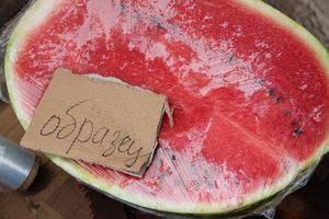 В Великих Луках проверили бахчевые (ФОТО)