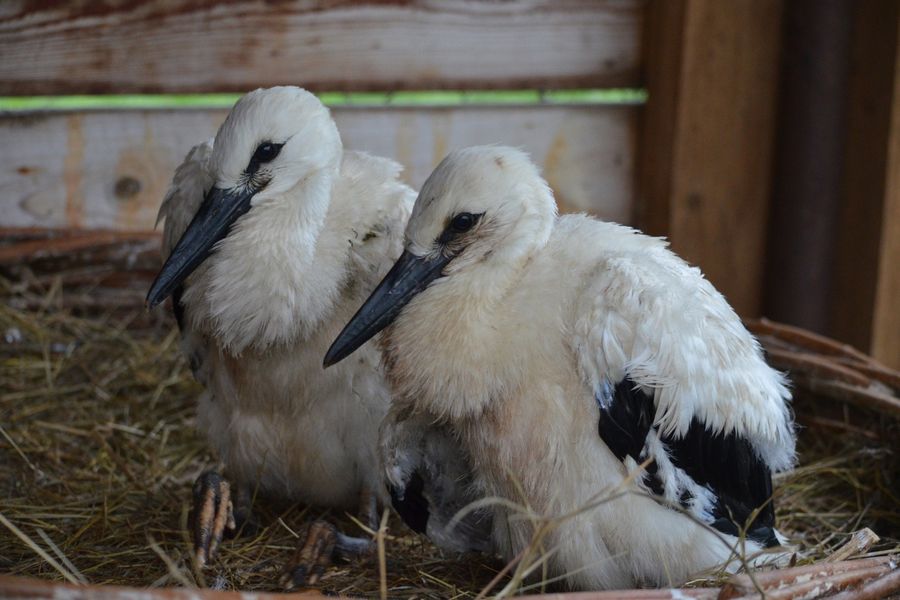 В Псковской области спасли двух аистят (ФОТО)