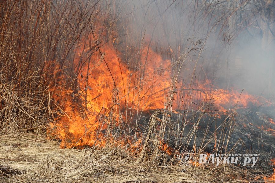 Великолукский район полыхает (ФОТО; ВИДЕО)