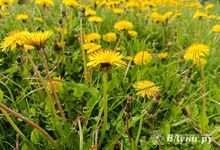 Прогноз погоды на 15 мая в Великих Луках