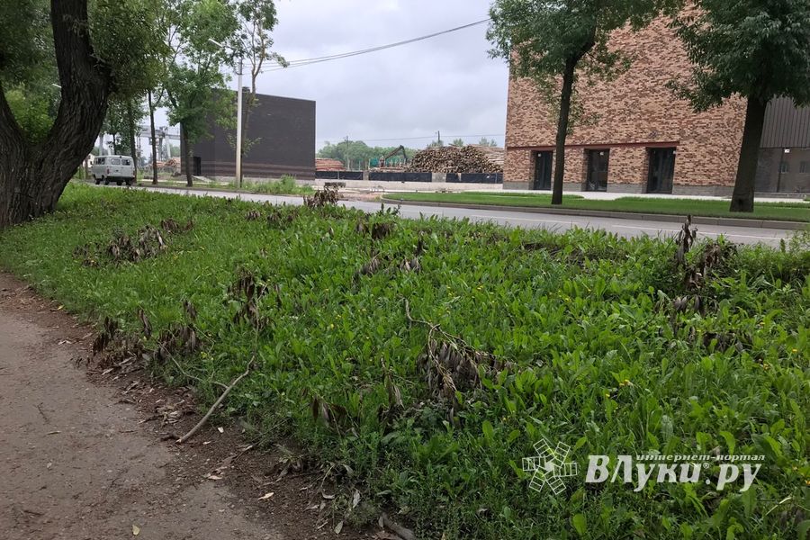 Грозы добавляют неухоженности Великим Лукам (ФОТО)