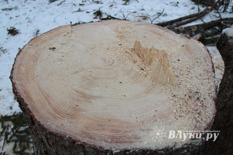 Главная городская ёлка отправилась на свалку (ФОТО)