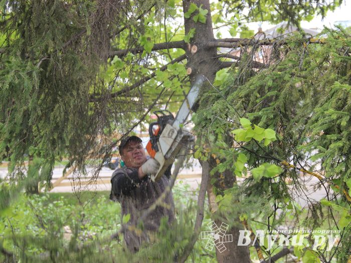 На площади Калинина убирают лишние деревья (ФОТО)