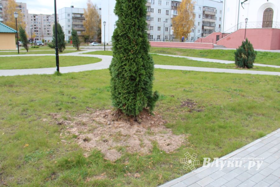 Куда исчезли пихты у Свято-Вознесенского собора в Великих Луках