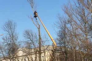 Фотофакт: в Великих Луках пилят деревья