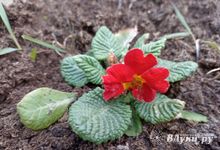 Сегодня великолучанам обещают солнечный день