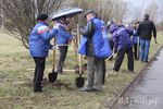 У Братского кладбища высадили новую аллею (фото)
