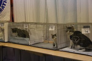 В Великих Луках прошла выставка кошек (фото)