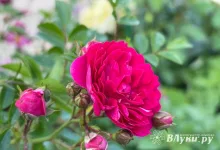 Сегодня в Великих Луках по прогнозу грозы