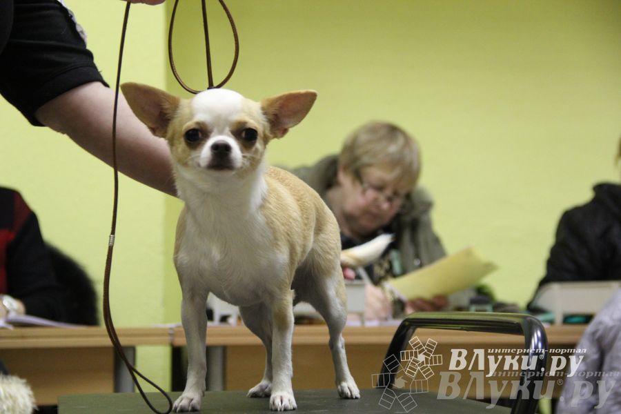 Всероссийская выставка собак «Великие Луки — 2014»