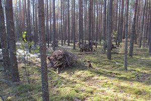 В Псковской области прошла акция «Живи, лес!» (фото)