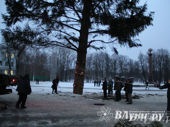 В Великих Луках установили новогоднюю елку (фото)