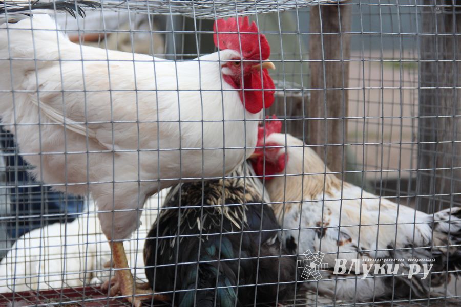 В Великих Луках прошла универсальная ярмарка «Весна-2019» (ФОТО)