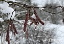 Прогноз погоды в Великих Луках на 4 марта