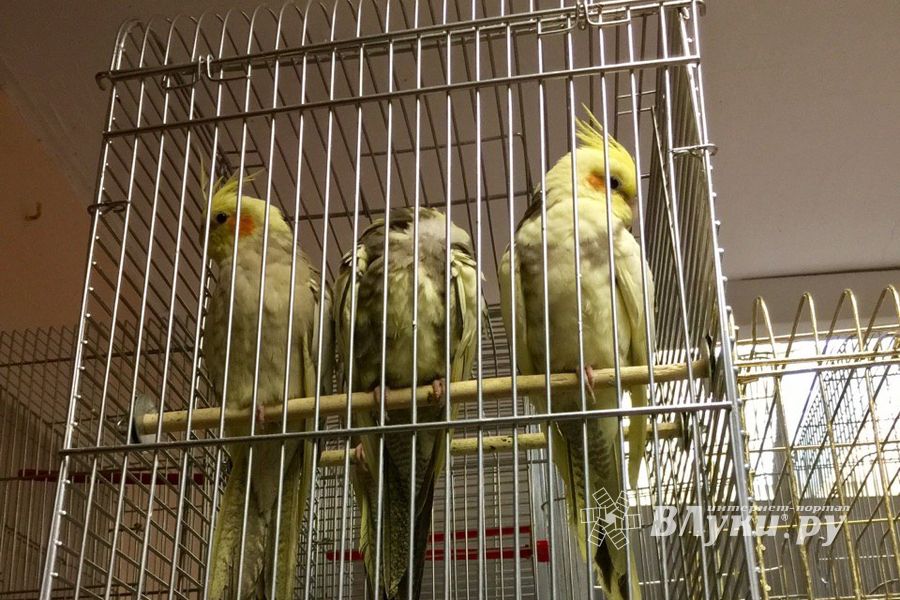 «Zooбастики»: подарите праздник своим любимцам! (ФОТО+ВИДЕО)