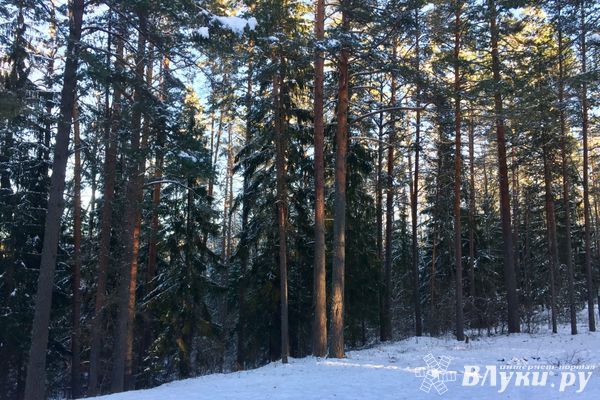 В Псковской области изменили лесное законодательство