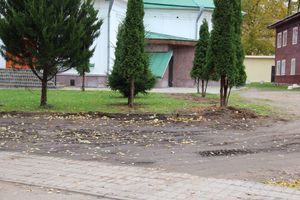 Куда исчезли пихты у Свято-Вознесенского собора в Великих Луках (ФОТОрасследование)