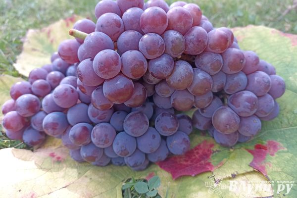 Сегодня великолучанам обещают переменную облачность