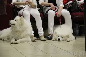 Всероссийская выставка собак «Великие Луки — 2014»