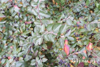 В Великих Луках выпал первый снег (фото)