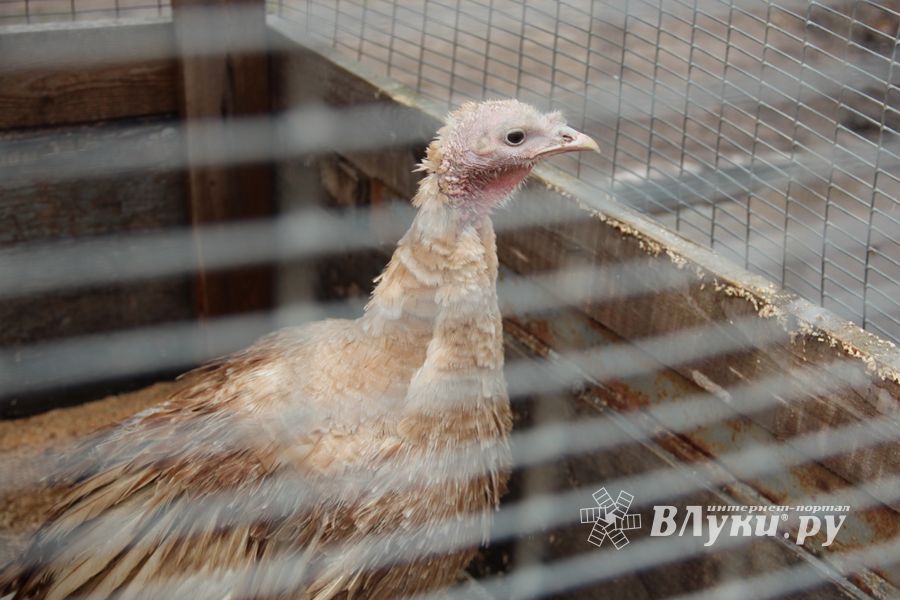 В Великих Луках проходит Весенняя ярмарка (ФОТО)