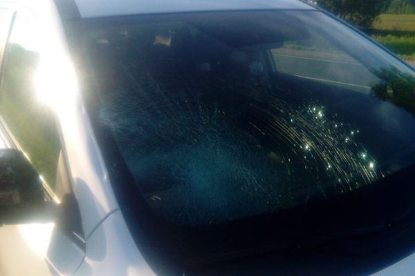 ДТП под Куньей – лось выскочил на машину (ФОТО)