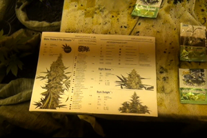 В Псковской области полиция накрыла нарколабораторию (фото)