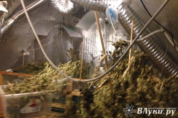 В Псковской области завершилась операция «Мак» (фото)