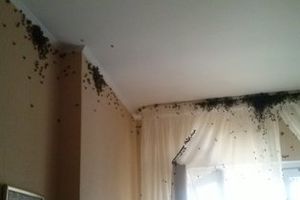 В одну из псковских квартир залетел пчелиный рой (ФОТО)