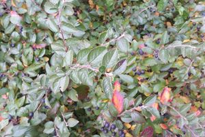 В Великих Луках выпал первый снег (фото)