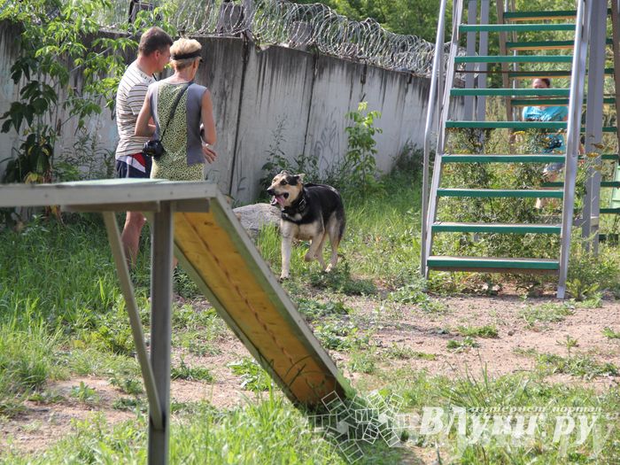 День открытых дверей на спортивно-дрессировочной площадке