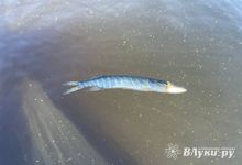 Массовую гибель рыбы зафиксировали в реке Усвятского района