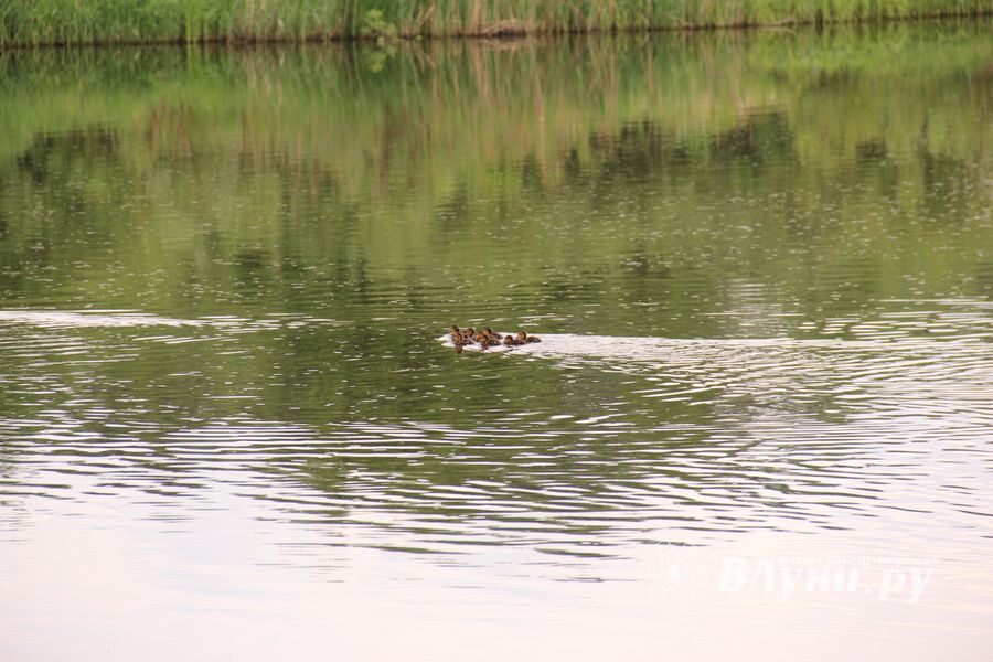 Чемпионат Великих Лук по ловле спиннингом: клевала, но мало (ФОТО)