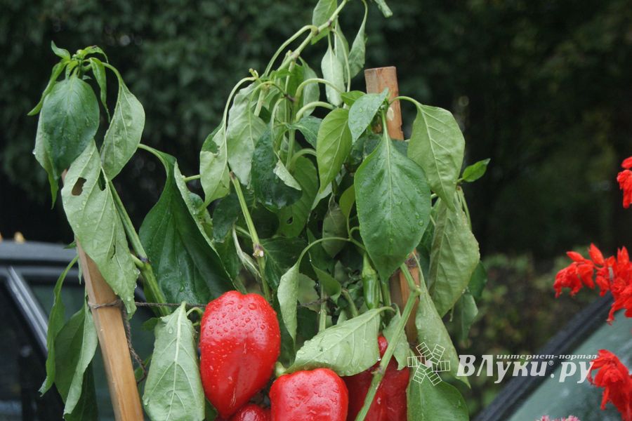 ​Универсальная торговая ярмарка «Осень – 2014» состоялась  в Великих Луках