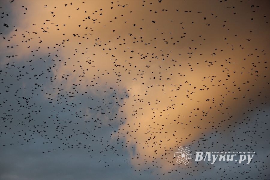 День города: концерт, аэростаты и салют (ФОТО)
