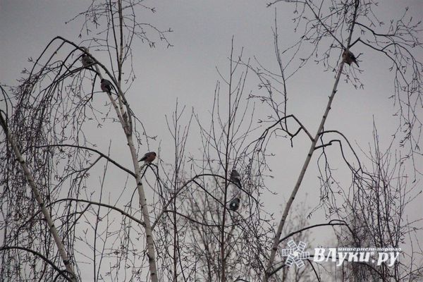 На Северо-Запад придёт потепление