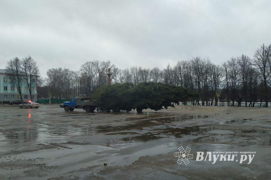 В Великие Луки привезли главную новогоднюю ёлку