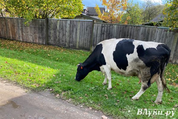 В Псковской области выявили опасное молоко