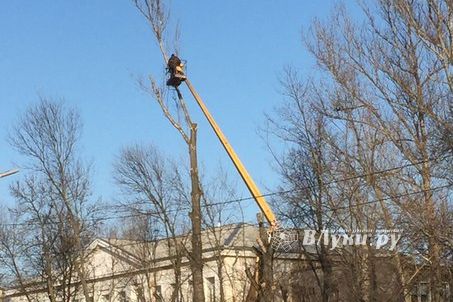 Фотофакт: в Великих Луках пилят деревья