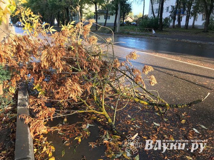 В Великих Луках стихия наломала немало (ФОТО)
