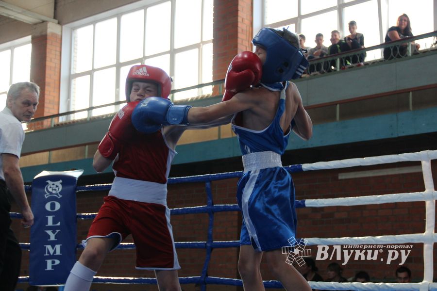 В Великих Луках прошел турнир по боксу памяти Е. Клевцова (ФОТО)