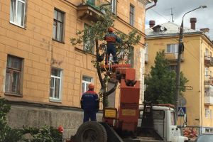 Лес рубят — щепки летят (ФОТО)