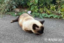 Прогноз погоды на 15 августа в Великих Луках